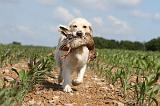 GOLDEN RETRIEVER 402